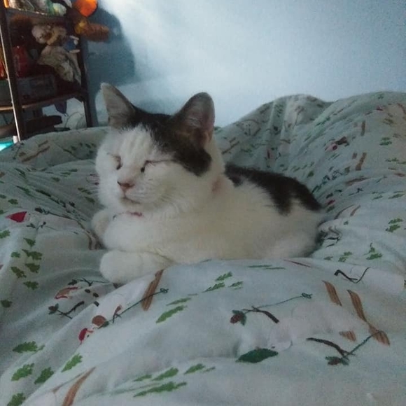 calebpackcat